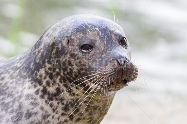 Sea lion closeup Stock photo © michaklootwijk