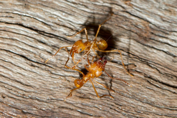 A leaf cutter ant Stock photo © michaklootwijk