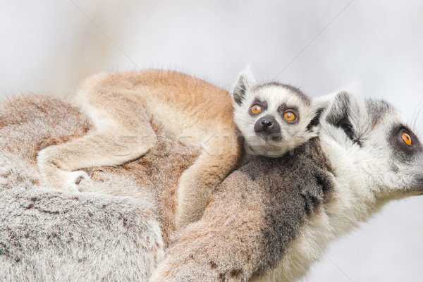 Ring-tailed lemur (Lemur catta)  Stock photo © michaklootwijk