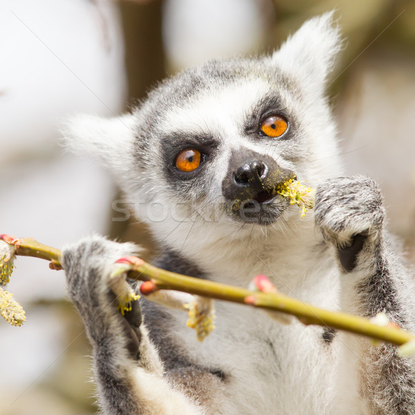 Ring-tailed lemur (Lemur catta)  Stock photo © michaklootwijk