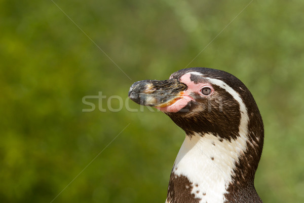 A Humboldt penguin Stock photo © michaklootwijk