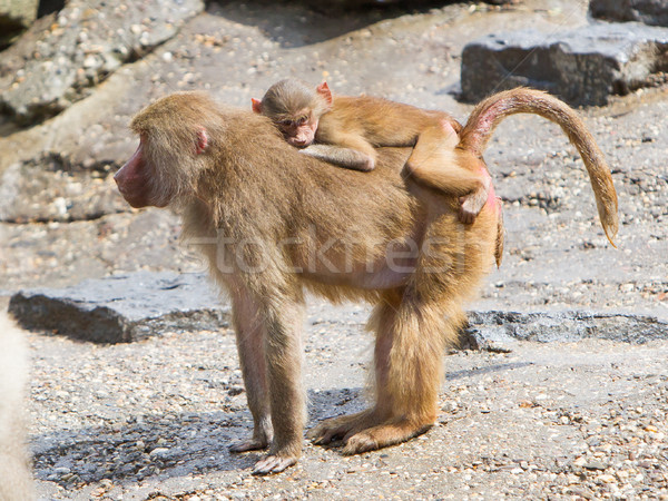 Kadın habeş maymunu genç doğal yetişme ortamı pembe Stok fotoğraf © michaklootwijk