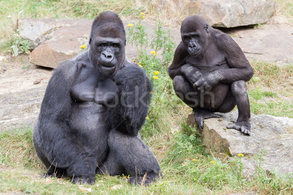 Zilver mannelijke gorilla genieten bos vruchten Stockfoto © michaklootwijk