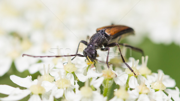 Böcek çiçek seçici odak makro atış doğa Stok fotoğraf © michaklootwijk