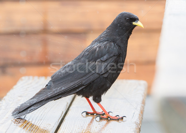 Alpine Chough (Pyrrhocorax graculus) Stock photo © michaklootwijk