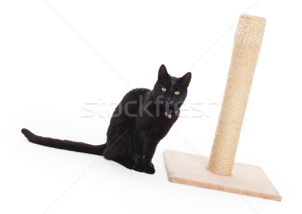 Black cat with a scratching post  Stock photo © michaklootwijk