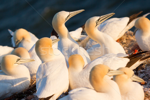 A group of gannets  Stock photo © michaklootwijk