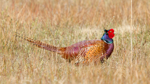 A common Pheasant Stock photo © michaklootwijk