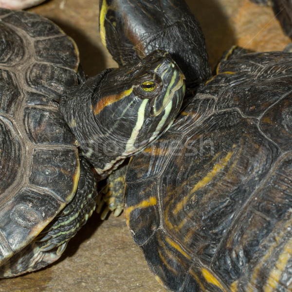 A European pond terrapin Stock photo © michaklootwijk