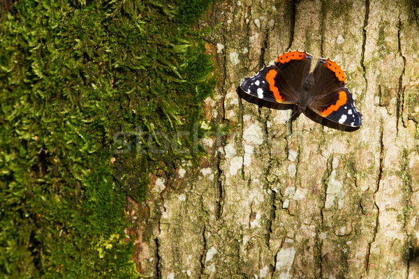 Rojo mariposa árbol musgo flores naturaleza Foto stock © michaklootwijk