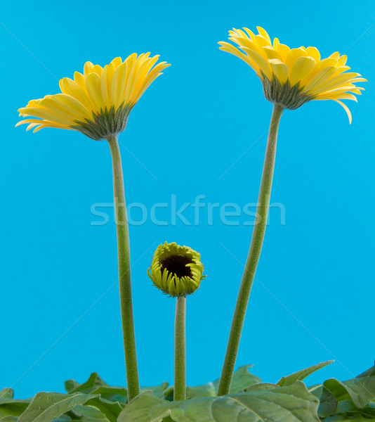 Yellow gerbera flower isolated on a blue background Stock photo © michaklootwijk