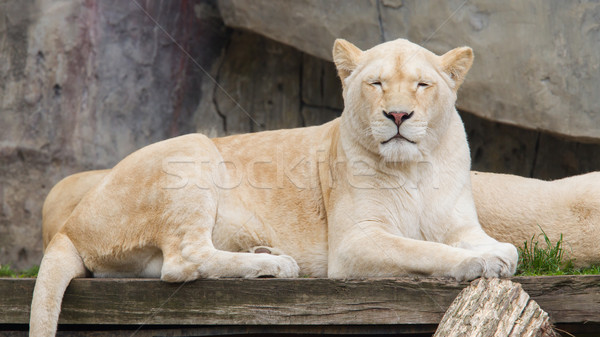 Female African white lion resting Stock photo © michaklootwijk