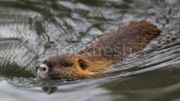 Myocastor coypus, single mammal Stock photo © michaklootwijk