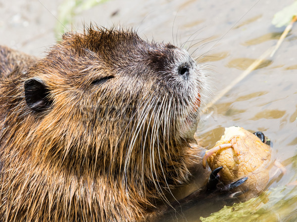 Coypu is eating Stock photo © michaklootwijk