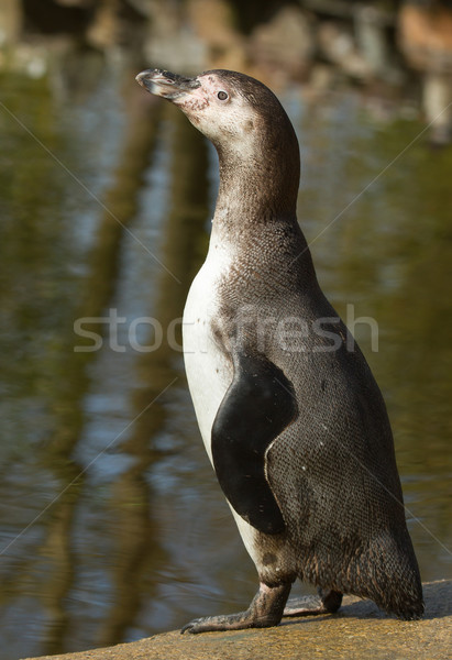 A Humboldt penguin Stock photo © michaklootwijk