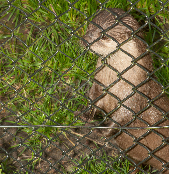 Gefangenschaft schauen Zaun Wasser Paar Porträt Stock foto © michaklootwijk