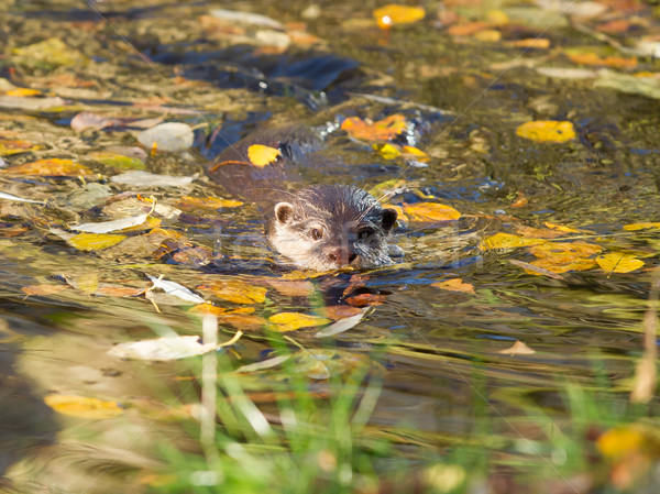 Otter is swimming  Stock photo © michaklootwijk