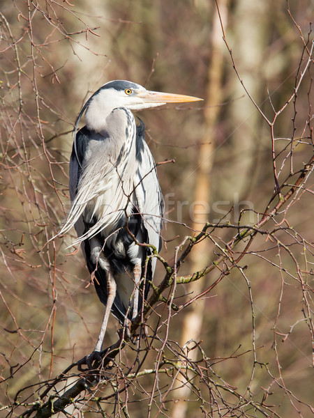 Great Blue Heron resting in a tree Stock photo © michaklootwijk