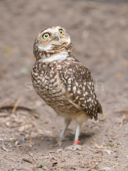 Burrowing owl (Athene cunicularia) in captivity Stock photo © michaklootwijk