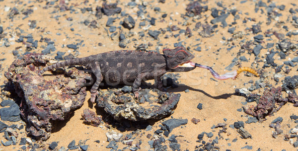 Camaleón caza desierto Namibia ojos arena Foto stock © michaklootwijk