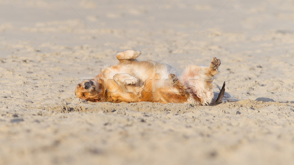 Happy dog rolling - Golden retreiver Stock photo © michaklootwijk