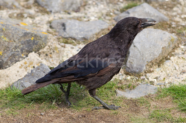 Black Crow Stock photo © michaklootwijk