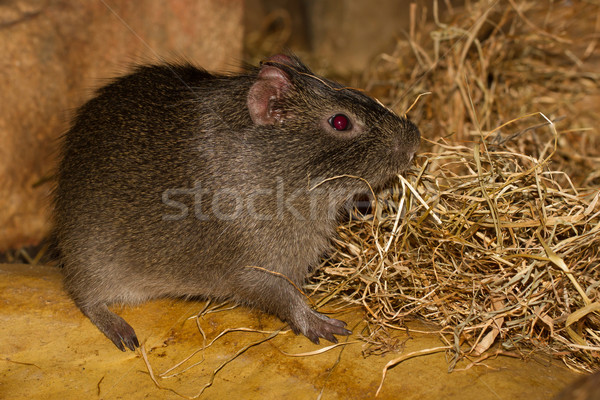 An eating wild guinea pig Stock photo © michaklootwijk