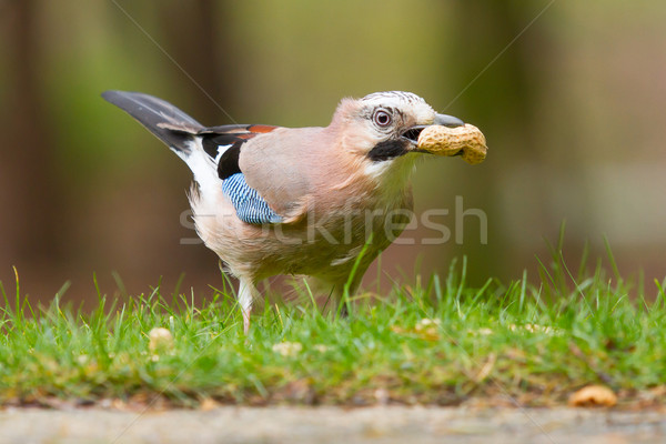 A Jay bird (Garrulus glandarius) Stock photo © michaklootwijk