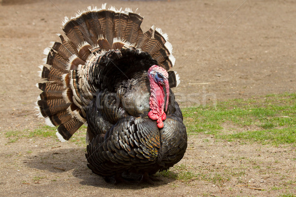 A large turkey Stock photo © michaklootwijk