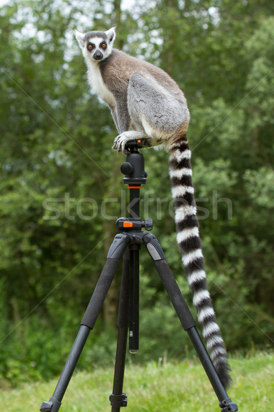Ring-tailed lemur sitting on tripod Stock photo © michaklootwijk