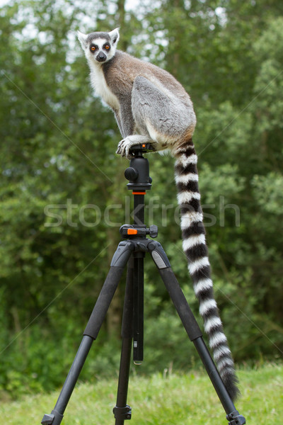 [[stock_photo]]: Séance · captivité · oeil · beauté · singe