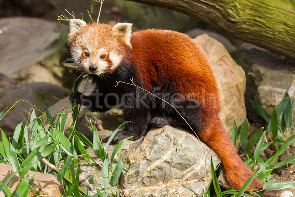 The Red Panda, Firefox or Lesser Panda Stock photo © michaklootwijk