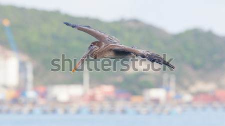 Brown pelican (Pelecanus occidentalis) Stock photo © michaklootwijk