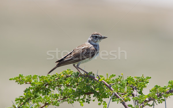 Small bird perched on a dry branch in Etosha Stock photo © michaklootwijk