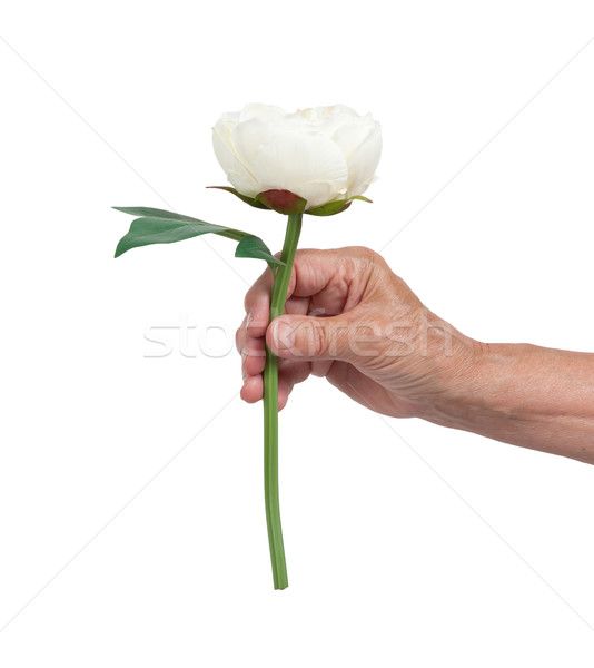öreg kéz rózsa izolált fehér tavasz Stock fotó © michaklootwijk