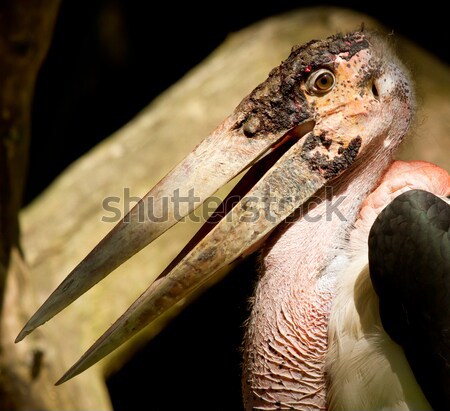 A close-up of an marabu  Stock photo © michaklootwijk