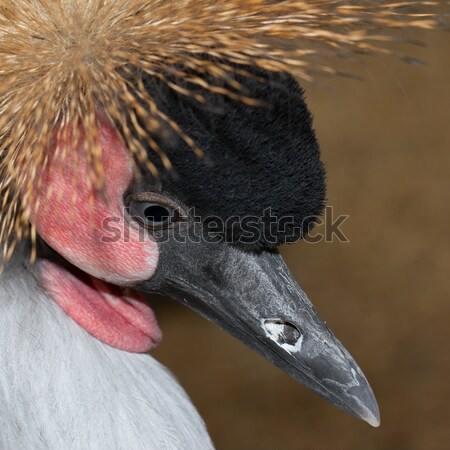A crowned crane  Stock photo © michaklootwijk