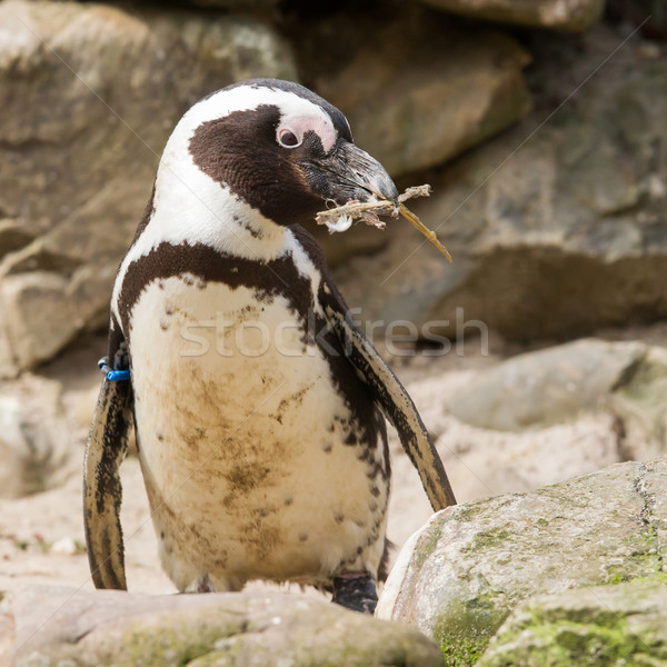 African penguin collecting nesting material Stock photo © michaklootwijk