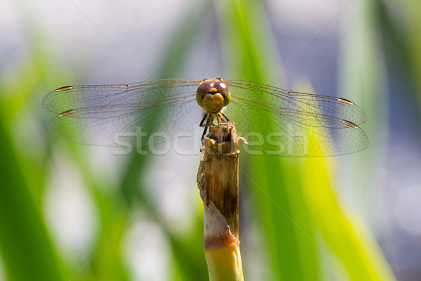 Pomarańczowy Dragonfly trawy niebo charakter Zdjęcia stock © michaklootwijk