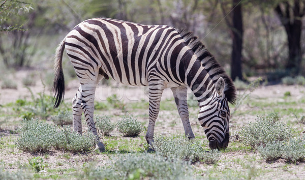 Burchells zebra (Equus Burchelli) Stock photo © michaklootwijk