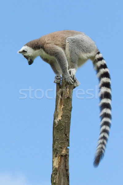 Ring-tailed lemur in a tree Stock photo © michaklootwijk