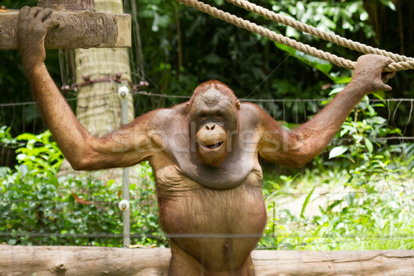 Orangutan Wietnam borneo małpa ochrony stanowią Zdjęcia stock © michaklootwijk