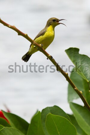 Olive Backed Sunbird - Female Stock photo © michaklootwijk