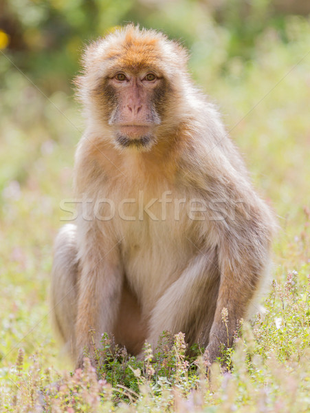 Barbary Macaque (Macaca sylvanus) Stock photo © michaklootwijk