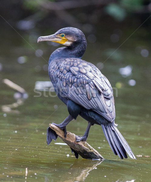 Stock photo: Cormorant, single bird perched on branch