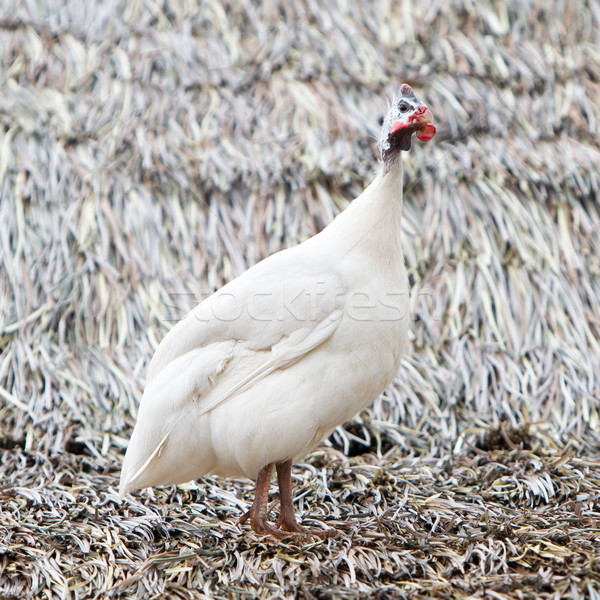 White guinea fowl Stock photo © michaklootwijk