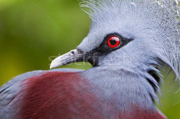 Victoria Crowned bird (Goura victoria) Stock photo © michaklootwijk