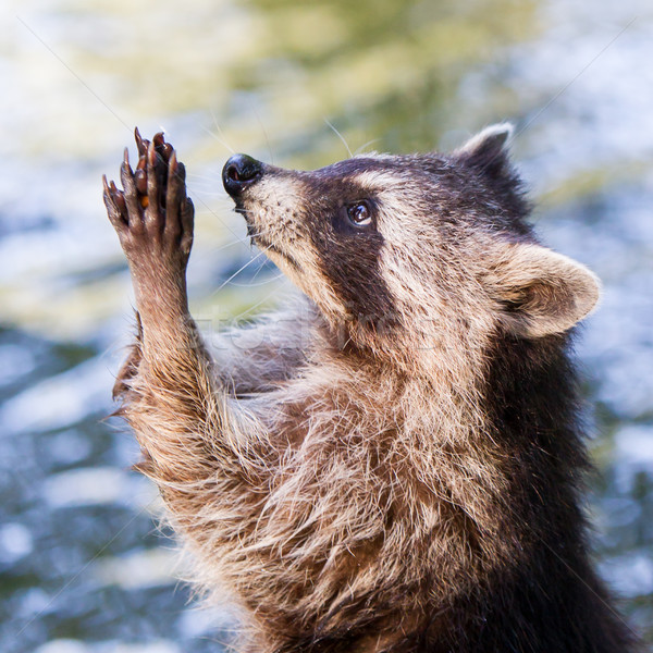 Stock photo: Racoon begging for food