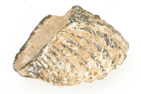 Starych skamieniałość powłoki odizolowany biały czarny Zdjęcia stock © michaklootwijk