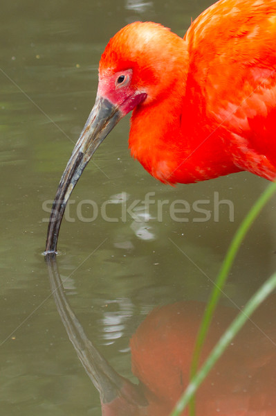 Young Scarlet Ibis, Eudocimus ruber  Stock photo © michaklootwijk